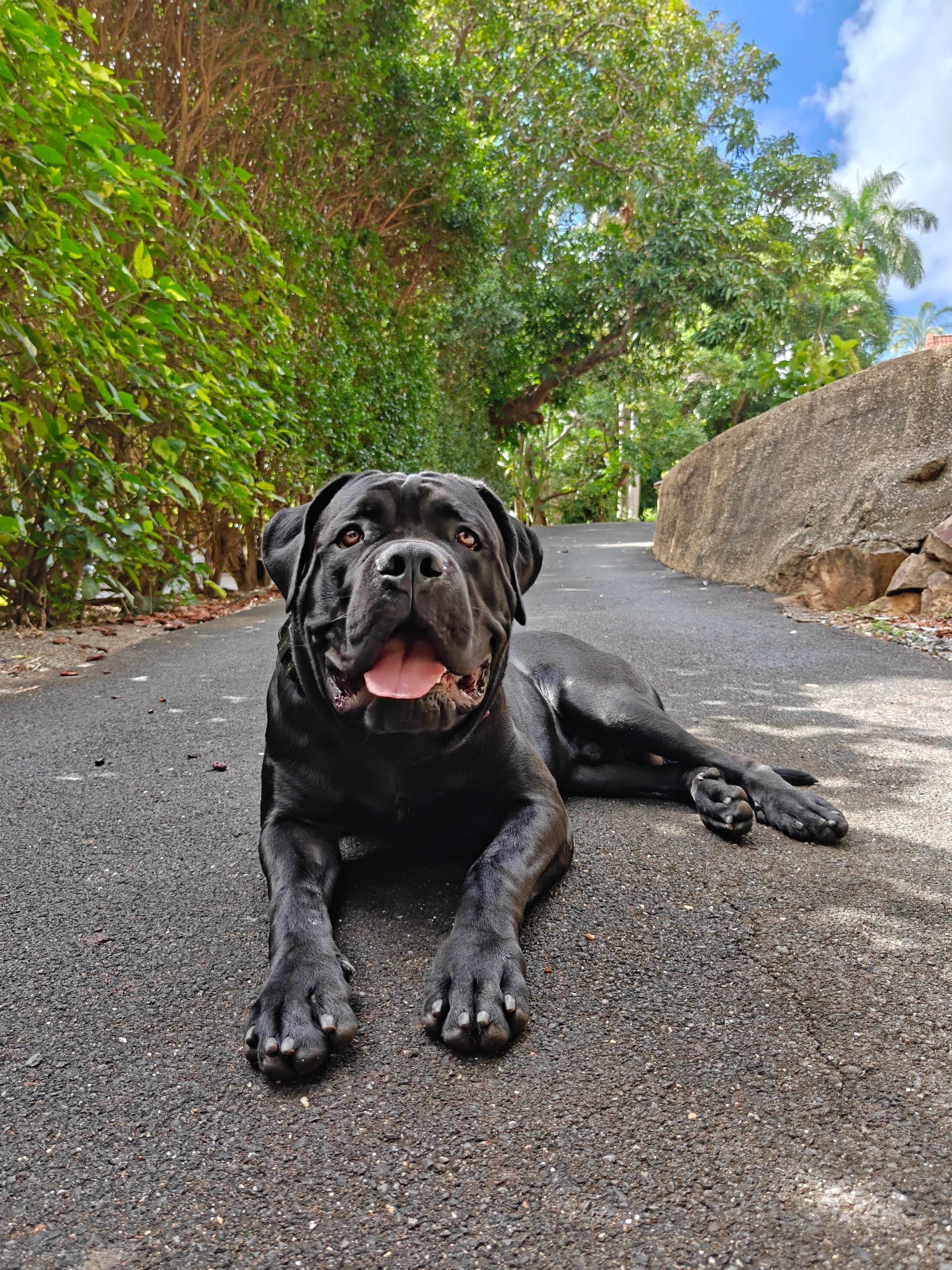 A calm Cane Corso lying on a driveway after a training session