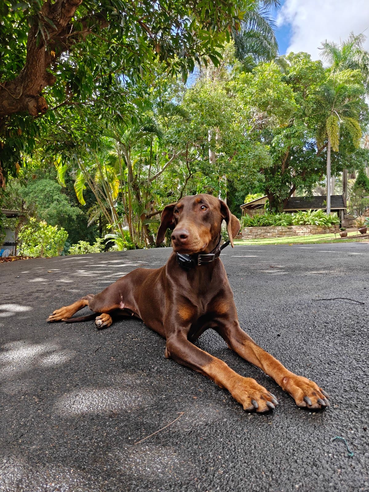 A Dobermann lying relaxed and switched on after training
