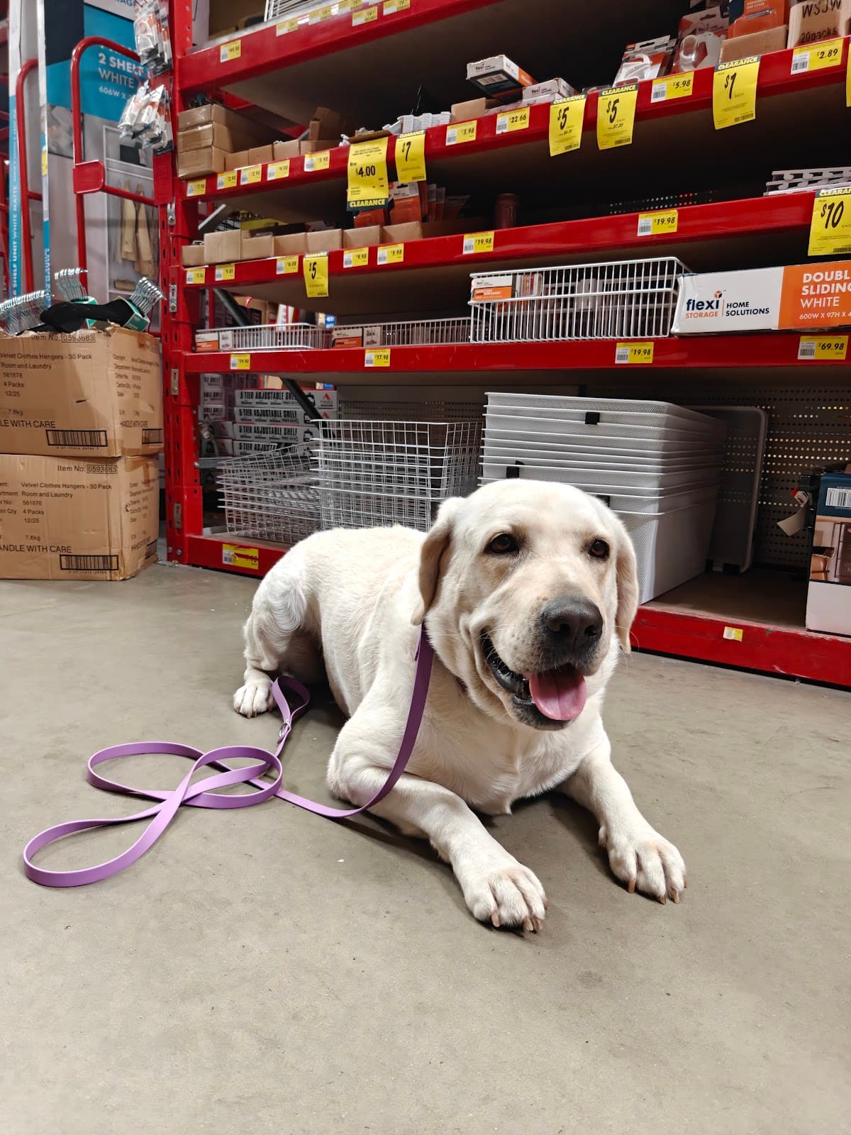 Labrador holding a calm down-stay in a busy hardware store aisle