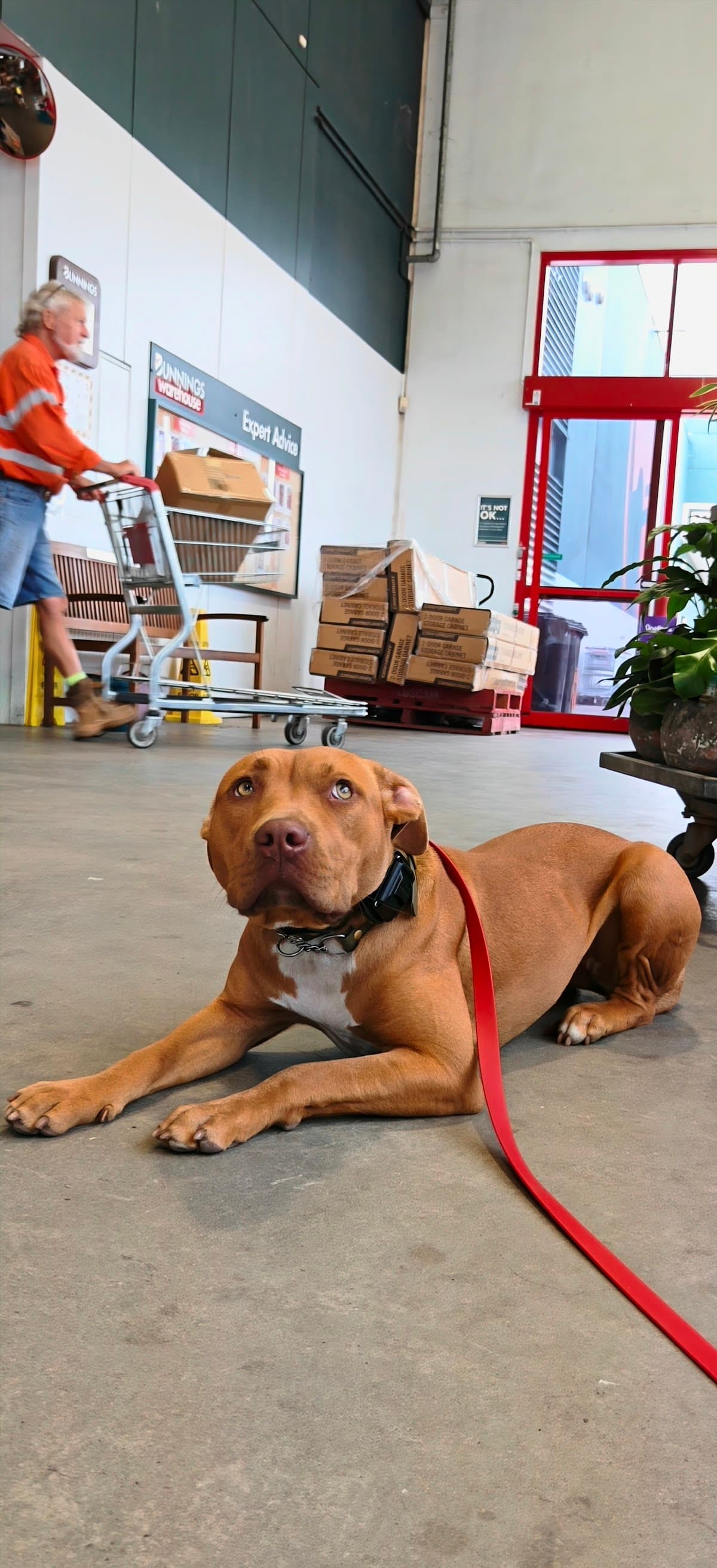 Staffy holding a steady down-stay inside a busy hardware store