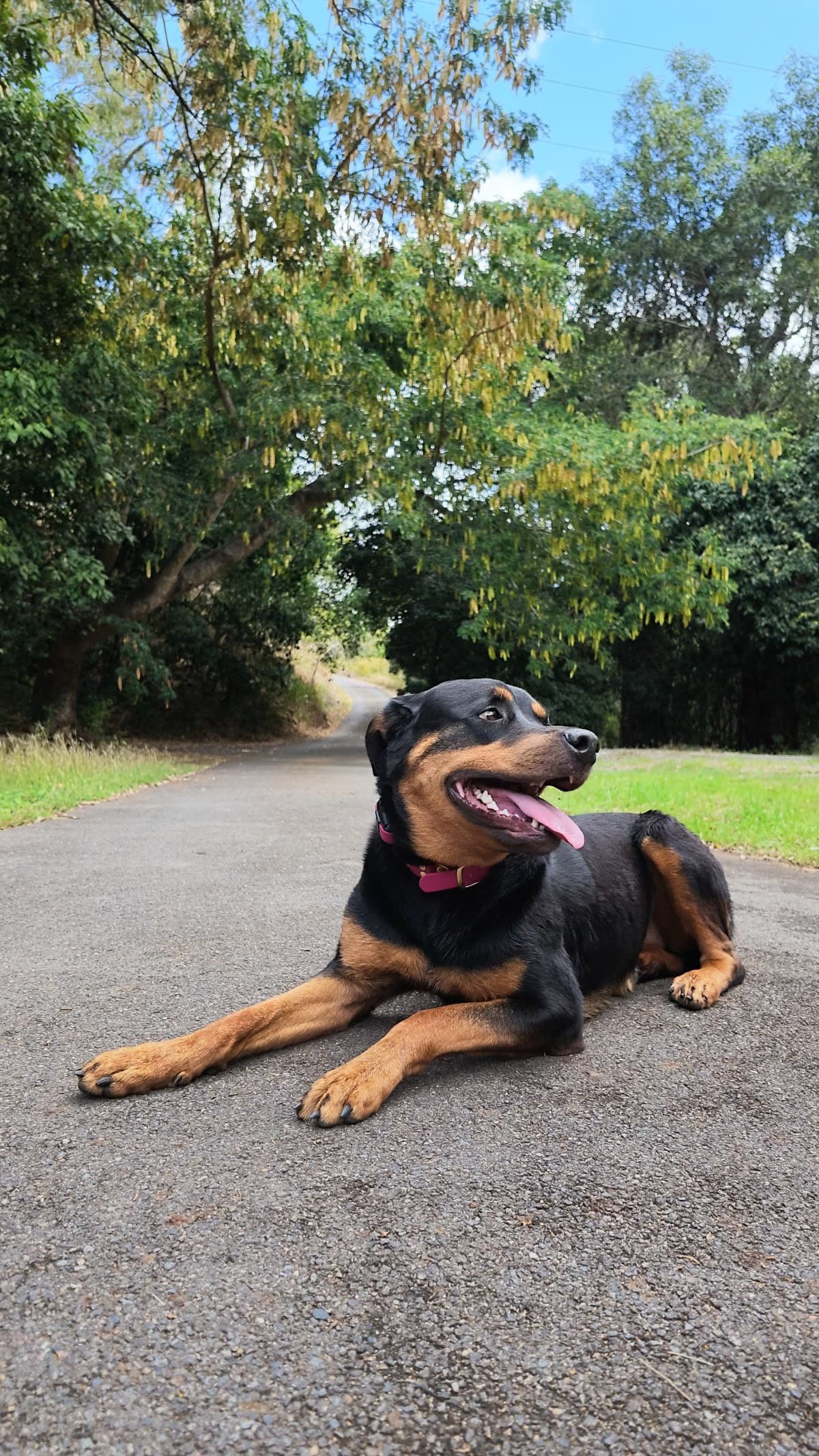 Rottweiler holding a relaxed down on a quiet path
